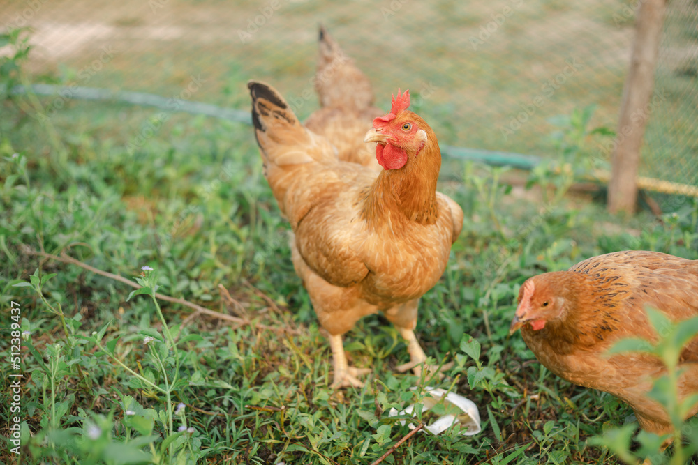 Fototapeta premium Chicken on an organic farm. freely grazing on a meadow. Organic farming, back to nature concept, Chicken on green grass, Beautiful rooster and hen on green village courtyard.