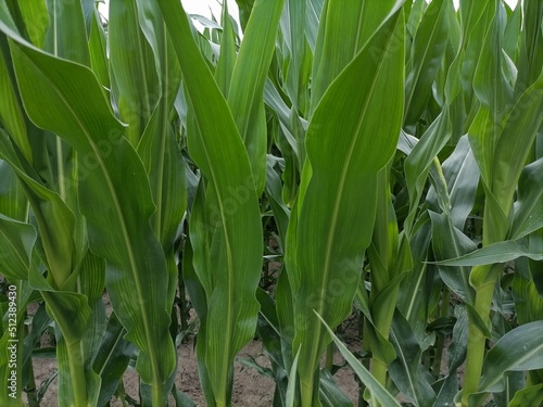 green corn field