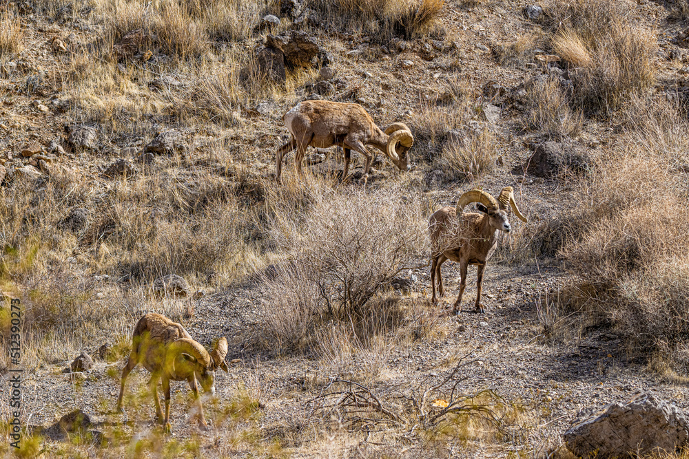 Naklejka premium Big Horn Sheep Grazing in the Rocks