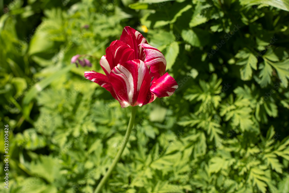 Red flower in garden. Flower on green background. Red flower in garden. Flower on green background.