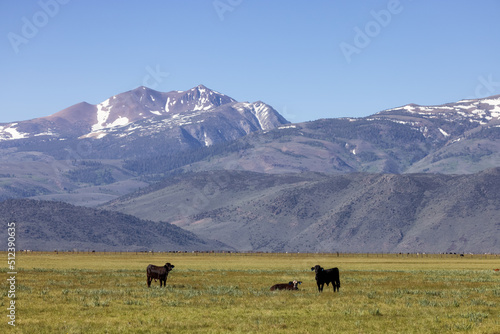 Cow in a green field with mountain landscape in background. California, United States of America.