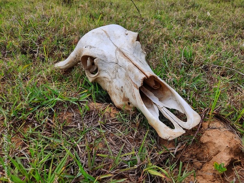 skull of a cattle laying on ground dead bull skull from different angle view © B.Rath Photography