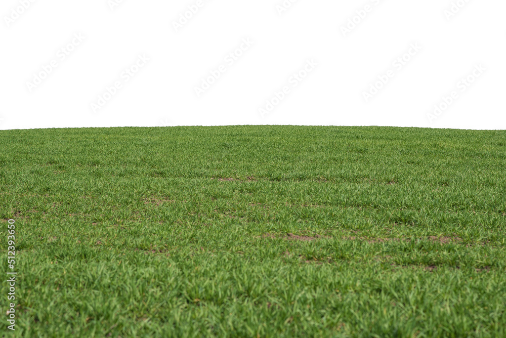 Obraz premium Green field as a background. Green grass in spring isolated on white background.