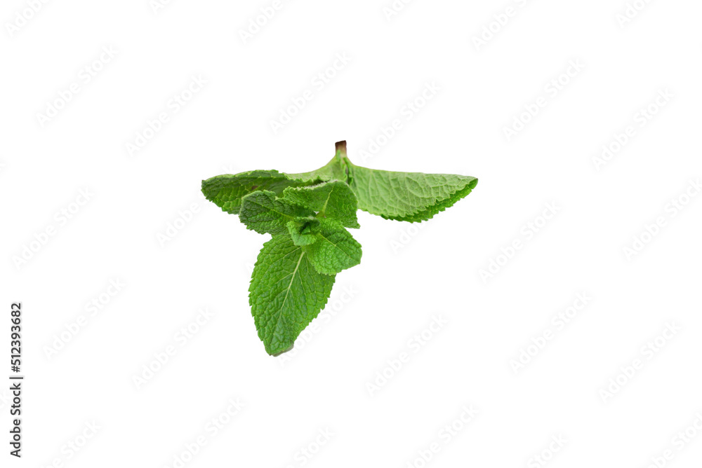 Fototapeta premium Fresh mint leaves isolated on white background.