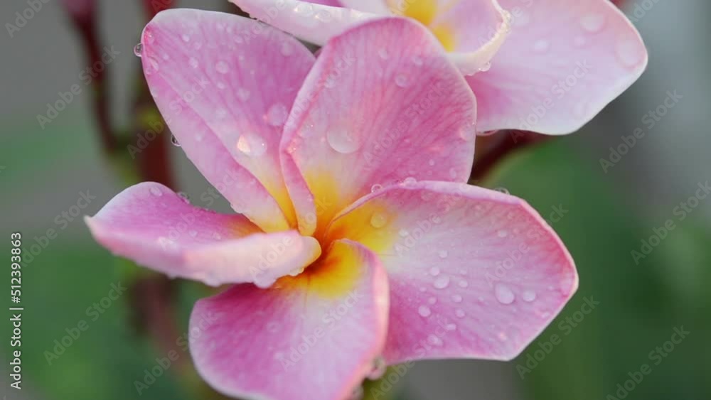 Pink Plumeria ( frangipani flowers ) in garden Pink Plumeria ( frangipani flowers ) in garden