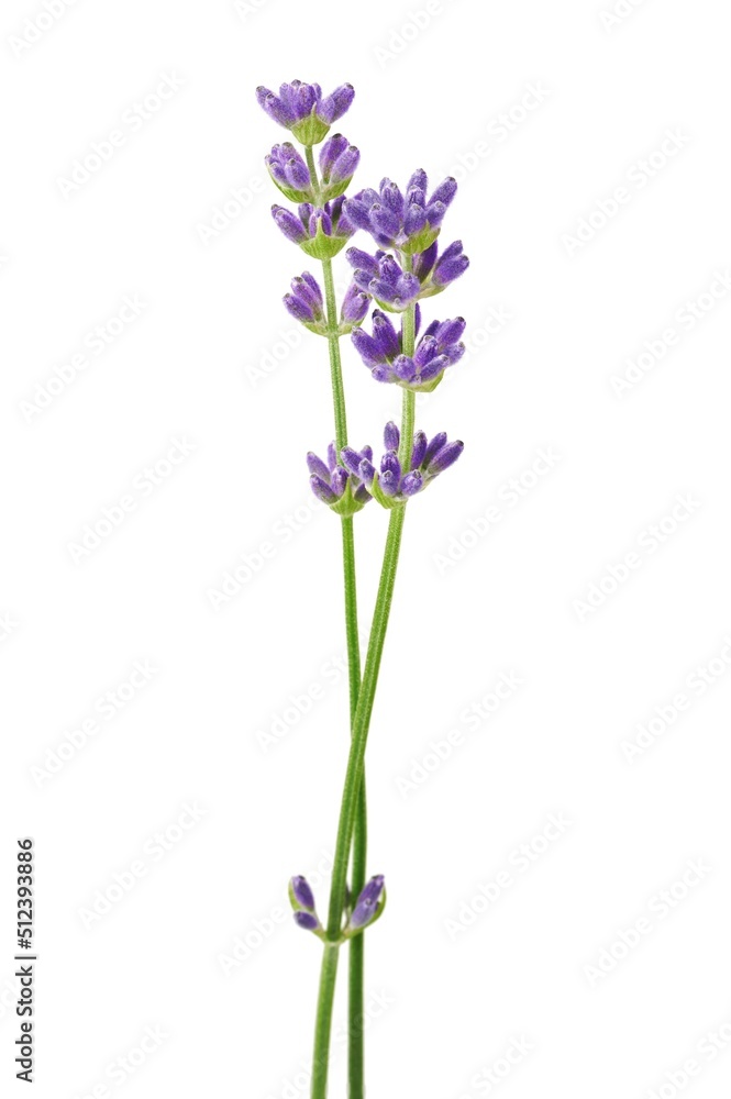 Lavender flowers isolated on white background Lavender flowers isolated on white background