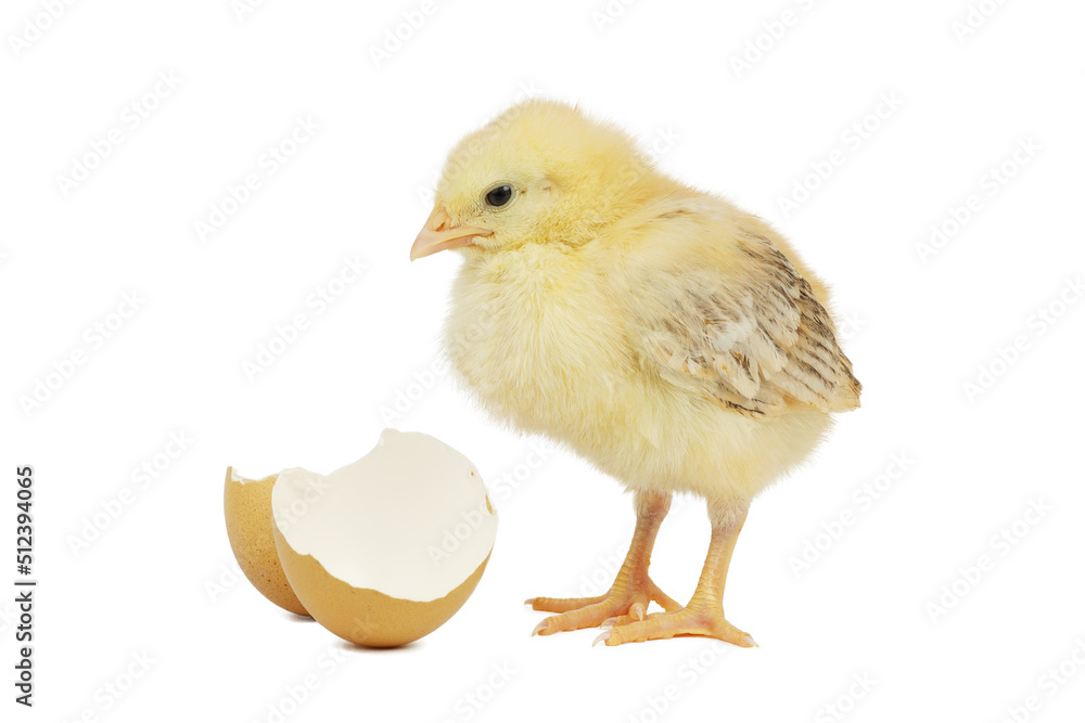 Small yellow chicken with egg shell on a white background. Small yellow chicken with egg shell on a white background.