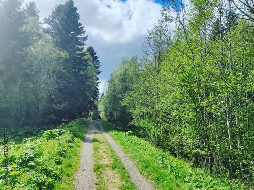 Forested dirt road in Åre, Sweden photo