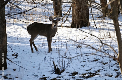 Buck in Winter Woods