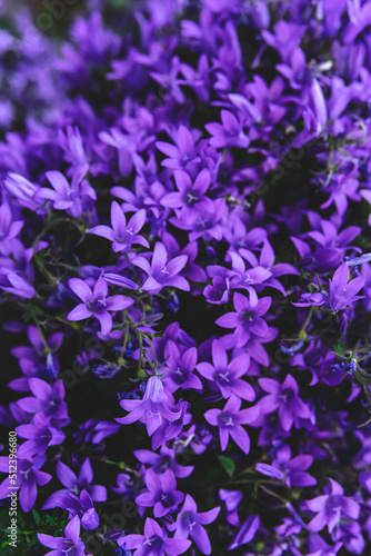 Beautiful natural background with purple flowers close-up.