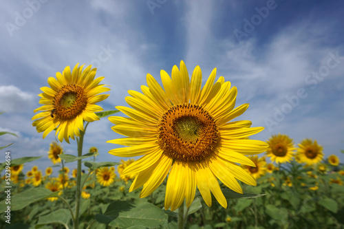 Beautiful sunflowers that color summer, Ono City, Hyogo Prefecture, Japan