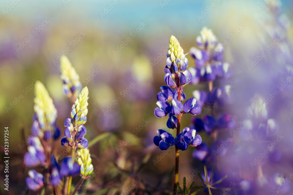 Lupine at Folsom Lake Lupine at Folsom Lake