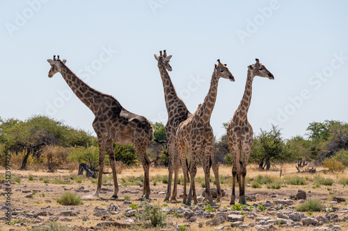 Group of four giraffes in Etosha National Park Namibia Africa