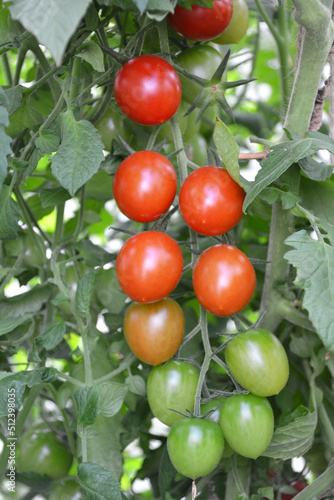 ripening tomatoes in the greenhouse

