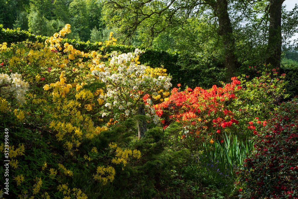 Colourful rhododendron flowers at the picturesque Bolfracks garden on the Bolfracks Estate near Aberfeldy, Perthshire, Highlands of Scotland, UK.