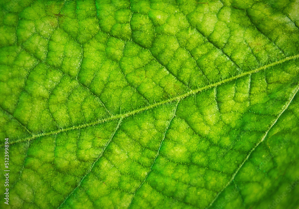 Green leaf, plane tree, natural macro shot. Green leaf, plane tree, natural macro shot.