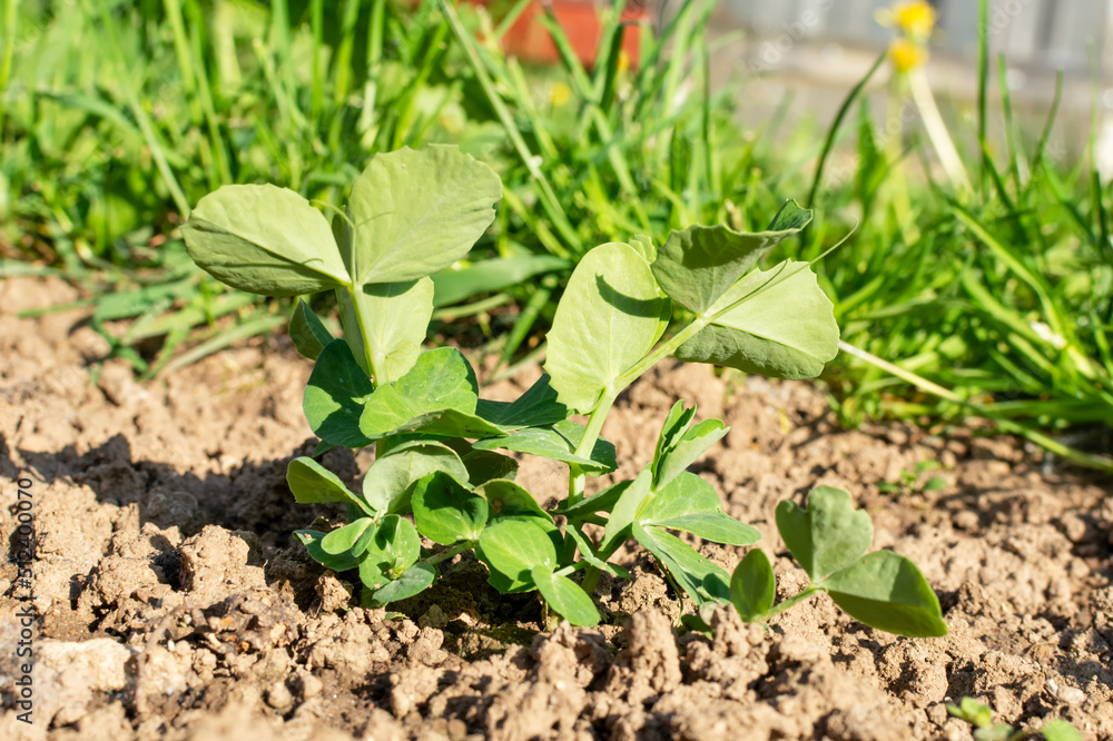 Green shoots of peas (sprouts) on the plantation. Agricultural background. Green shoots of peas (sprouts) on the plantation. Agricultural background.