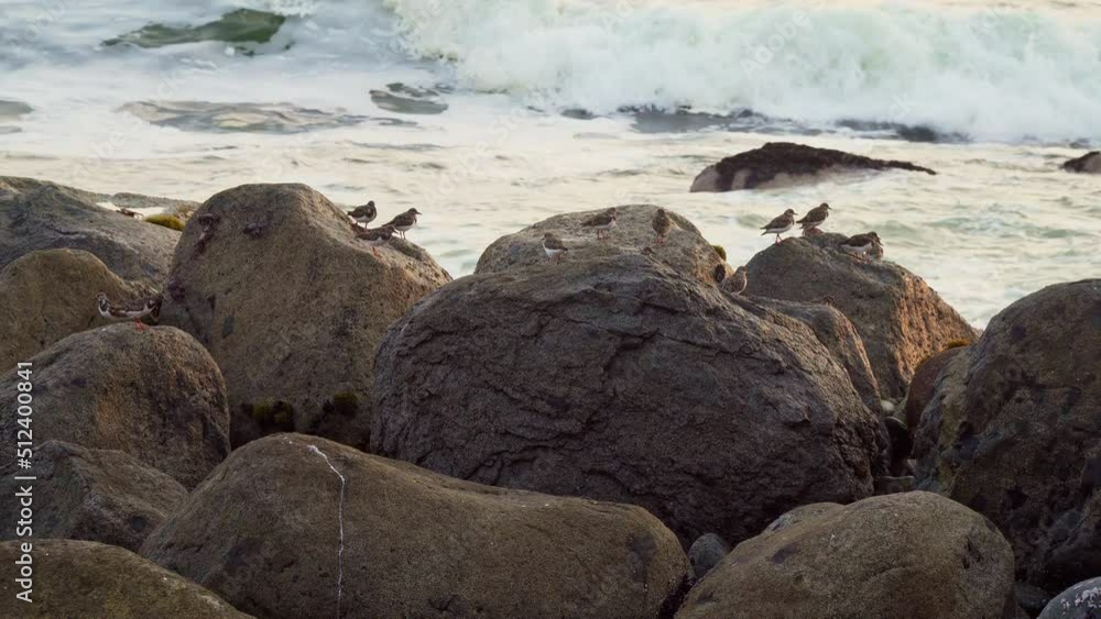 Static shot of a flock of birds resting on boulders along a rocky beach in San Bartolo, Lima, Peru Static shot of a flock of birds resting on boulders along a rocky beach in San Bartolo, Lima, Peru
