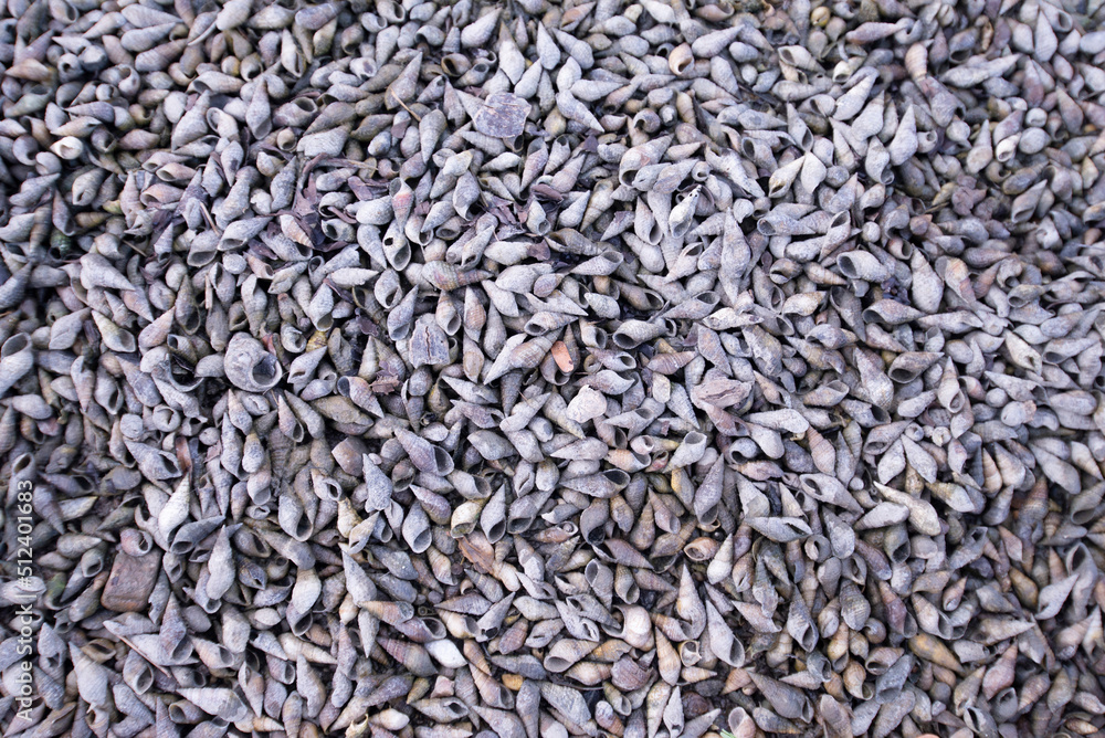 Image of the surface of many dense shell. Image of the surface of many dense shell.