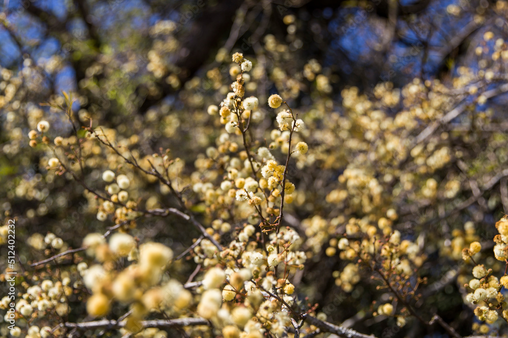 Fototapeta premium flowering tree in spring in the field