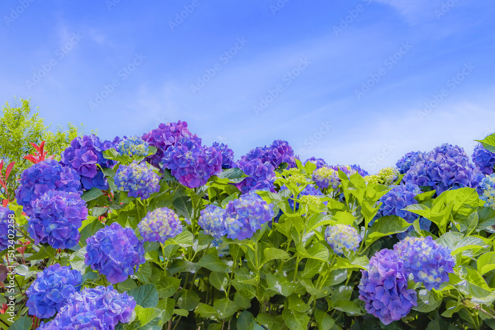 初夏のあじさい