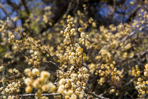 flowering tree in spring in the field