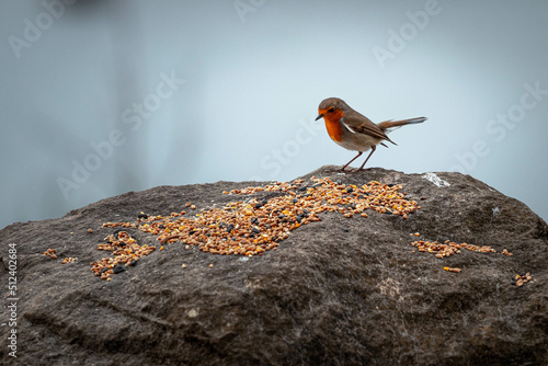 Robin on a Rock