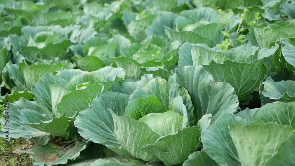 close-up of fresh cabbage in the vegetable garden close-up of fresh cabbage in the vegetable garden