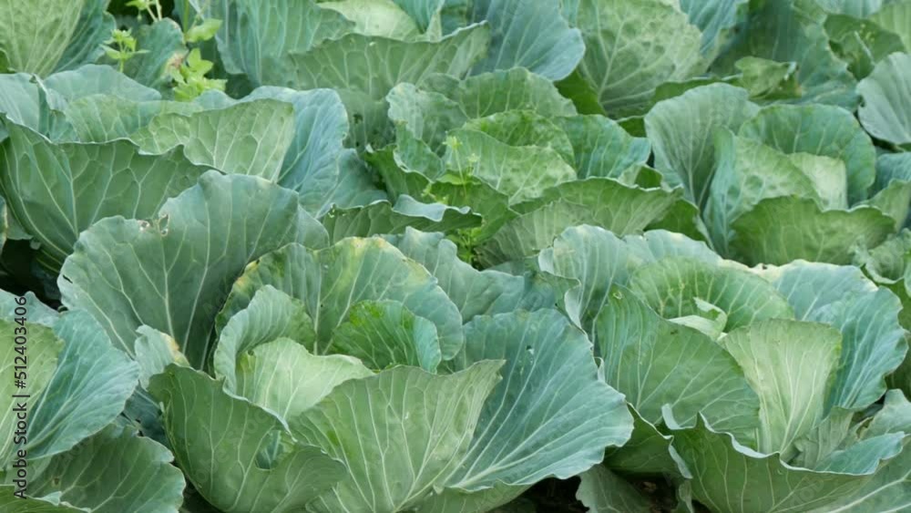 close-up of fresh cabbage in the vegetable garden close-up of fresh cabbage in the vegetable garden