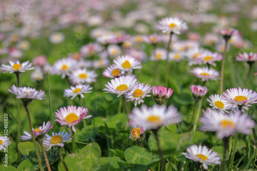 wild flowers in a field in spring