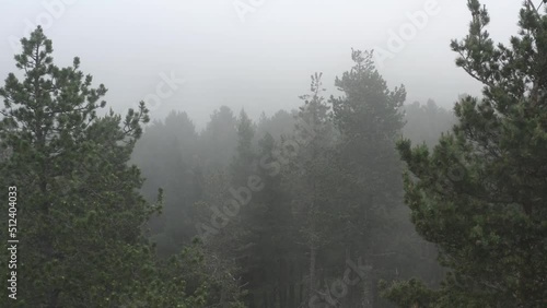 Paysage, forêt sombre et inquiétante sous la brume photo