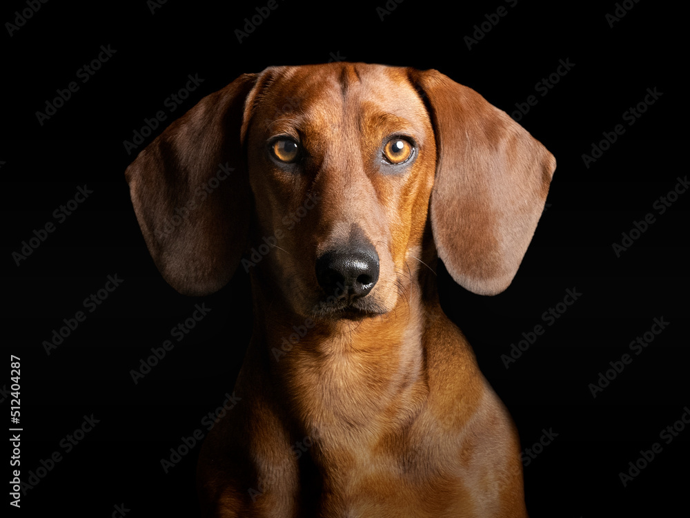 Portrait of a brown smooth-haired dachshund standing in a studio