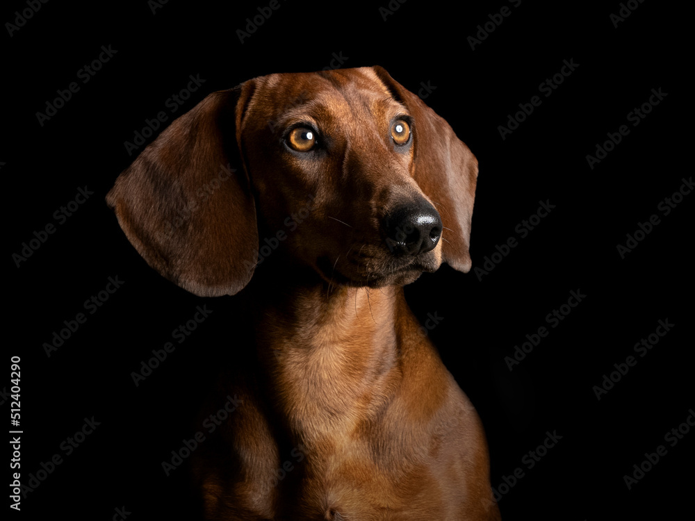 Portrait of a brown smooth-haired dachshund standing in a studio Portrait of a brown smooth-haired dachshund standing in a studio