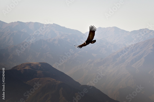 Andean condor (Vultur gryphus) soaring over the Andes montains near Tupungato, province of Mendoza, Argentina. photo