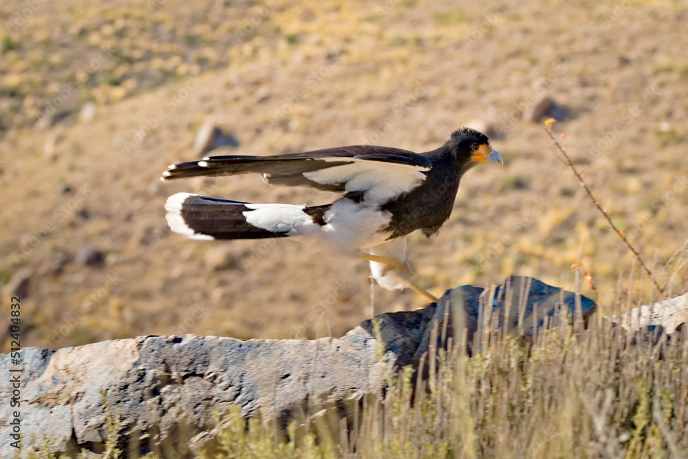 custom made wallpaper toronto digitalMountain caracara (Phalcoboenus megalopterus) about to take flight, spotted near Tupungato, province of Mendoza, Argentina.