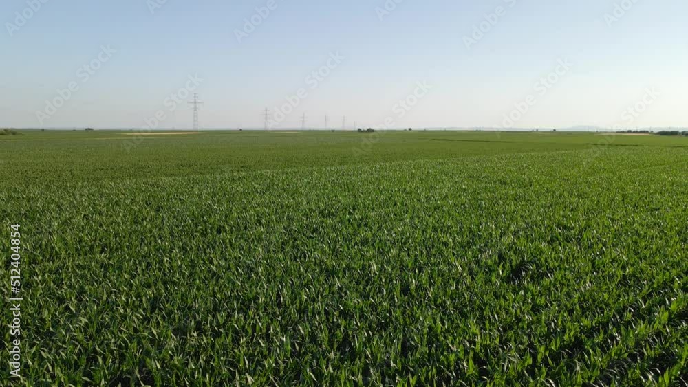 Drone flying over a cornfield during sunset. Drone flies over green agriculture corn field. Beautiful summer landscape of a corn field. Top view to the green farm cornfield Drone flying over a cornfield during sunset. Drone flies over green agriculture corn field. Beautiful summer landscape of a corn field. Top view to the green farm cornfield