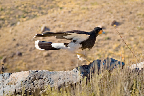 Wallpaper Mural Mountain caracara (Phalcoboenus megalopterus) about to take flight, spotted near Tupungato, province of Mendoza, Argentina. Torontodigital.ca