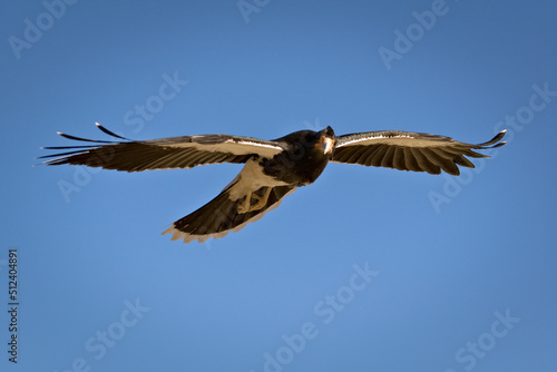 Mountain caracara  Phalcoboenus megalopterus  in flight  spotted near Tupungato  province of Mendoza  Argentina.