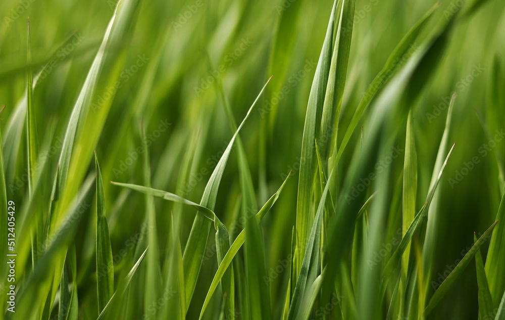 Detail view slow motion young wheat plants, Close view grain green healthy wheat trunks, Bio agriculture farming wheat plantation. field of growing wheat. Detail view slow motion young wheat plants, Close view grain green healthy wheat trunks, Bio agriculture farming wheat plantation. field of growing wheat.