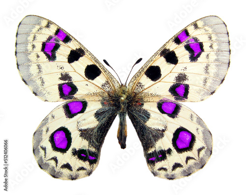 Canvas Print Butterfly isolated on white