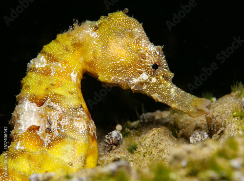 Yellow seahorse - Hippocampus fuscus from Cyprus 