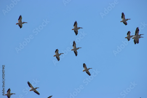 Pelicans in Flight © Deborah