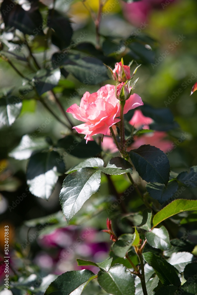 Pink rose flower, close-up on the background of the nature of the earth.