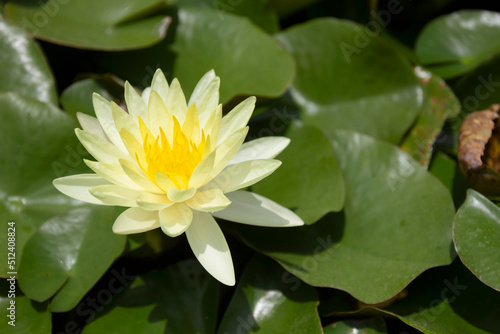 Lotus flowers and lotus leaves in a natural pond