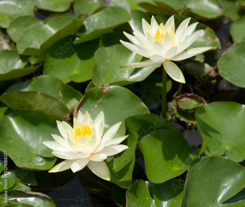 flowers and leaves and green lotus leaves in the pond