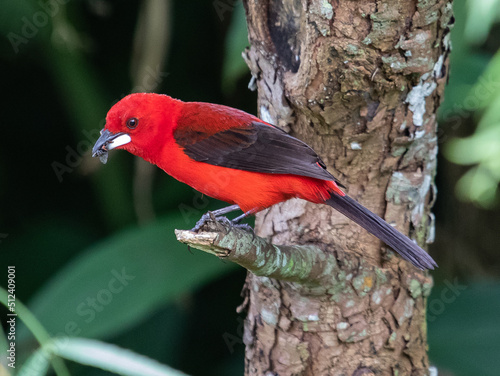 Red brazilian bird © Leonardo Araújo