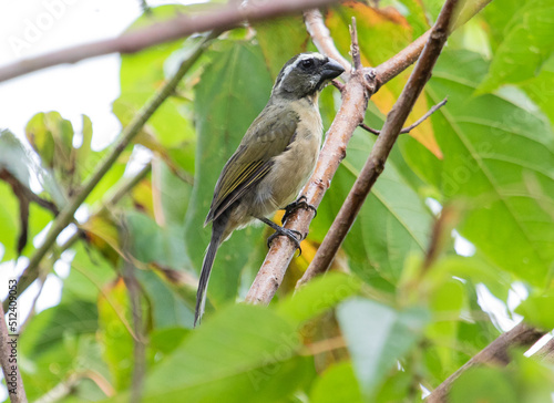 Songbird in tree