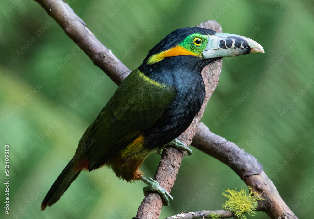 Colorful toucanet
