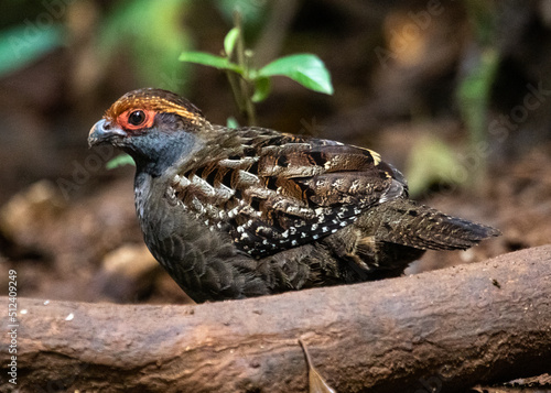 Fényképezés Brazilian Quail