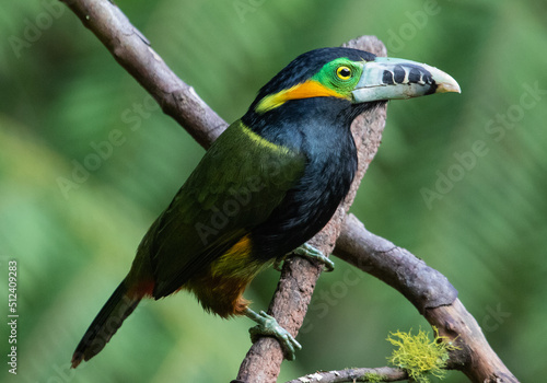 Colorful toucanet © Leonardo Araújo